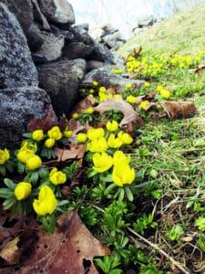 Yellow tulips emerging from the ground against a stacked stone wall.