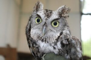 Photo of an inquisitive looking owl