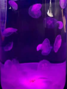 Jelly Fish swim in a tank at the Mystic Aquarium