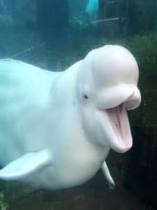 A beluga whale shows off for the camera. 