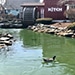 Ducks swim in a small pond at the Olde Mistick Village