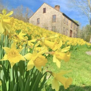 daffodils in front of historic building in Stonington, CT