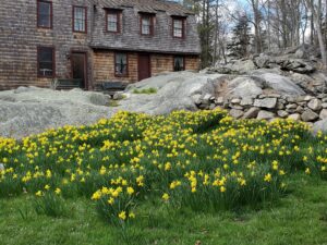 Historic Building Surrounded by daffodils in Stonington, CT