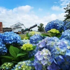 Hydrangeas in foreground with