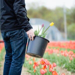 Best Flower Spot near Mystic: Wicked Tulips in Exeter, Rhode Island