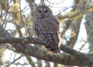 Barred owl along the Barn Island Walking Trail