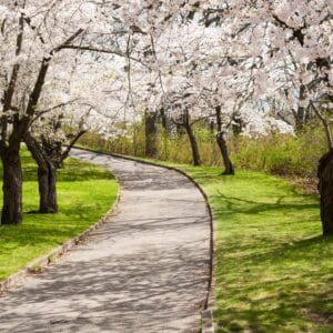 Spring Walk in Westerly, Rhode Island at Wilcox Park